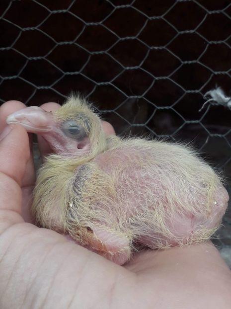 Agh - Tineret AGH 2019