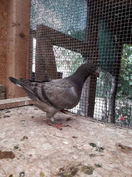 Agh - Tineret AGH 2019