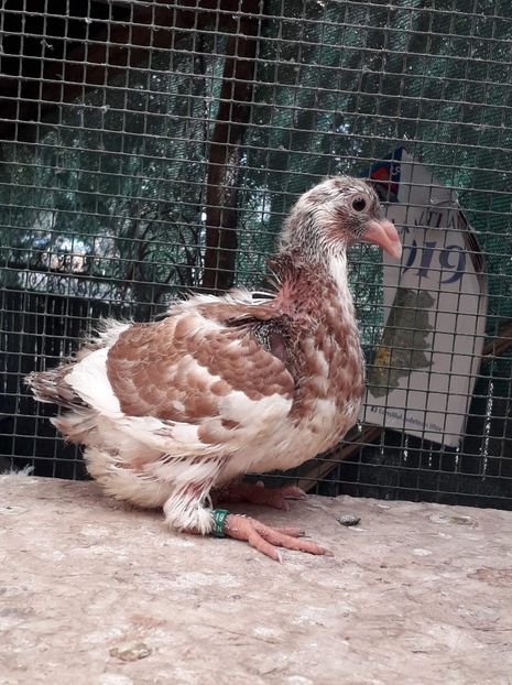 Agh - Tineret AGH 2019