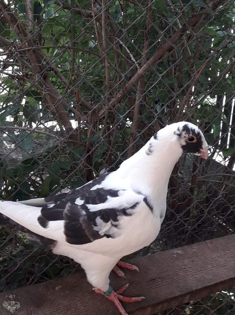 Agh - Tineret AGH 2019