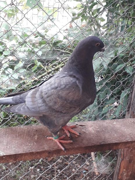 Agh - Tineret AGH 2019