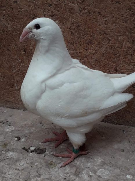 Ah - Tineret AGH 2019