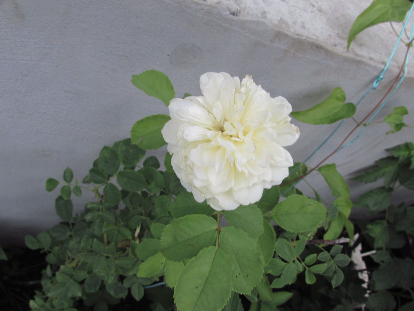 - A A Flori de gradina 2