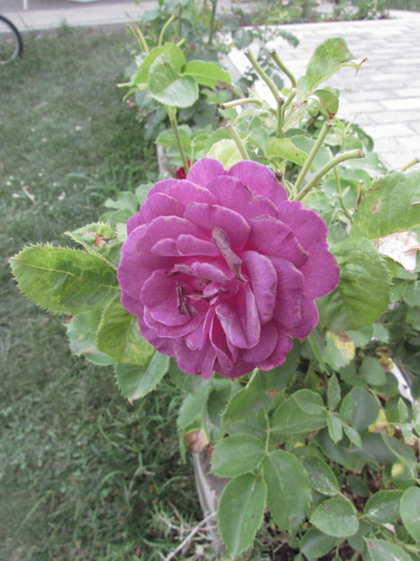  - A A Flori de gradina 2