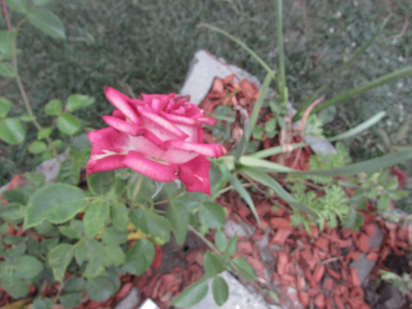  - A A Flori de gradina 2