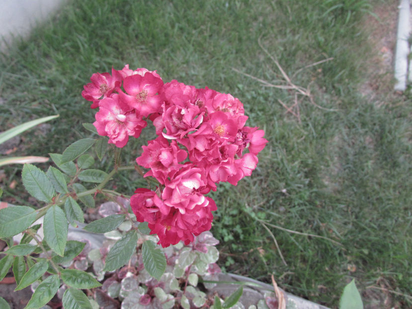  - A A Flori de gradina 2