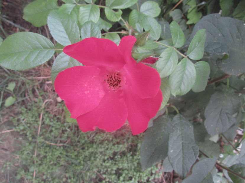  - A A Flori de gradina 2