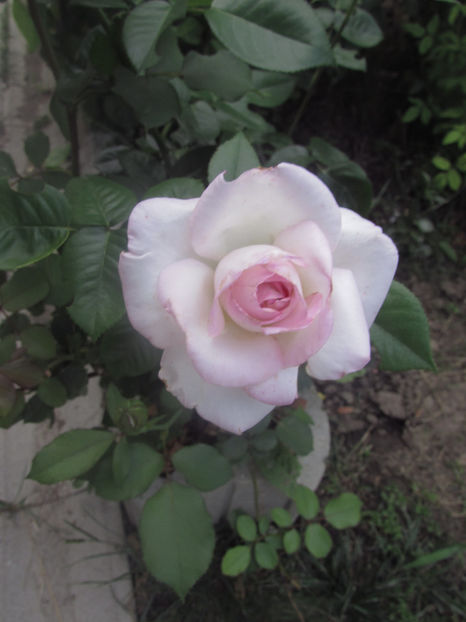  - A A Flori de gradina 2