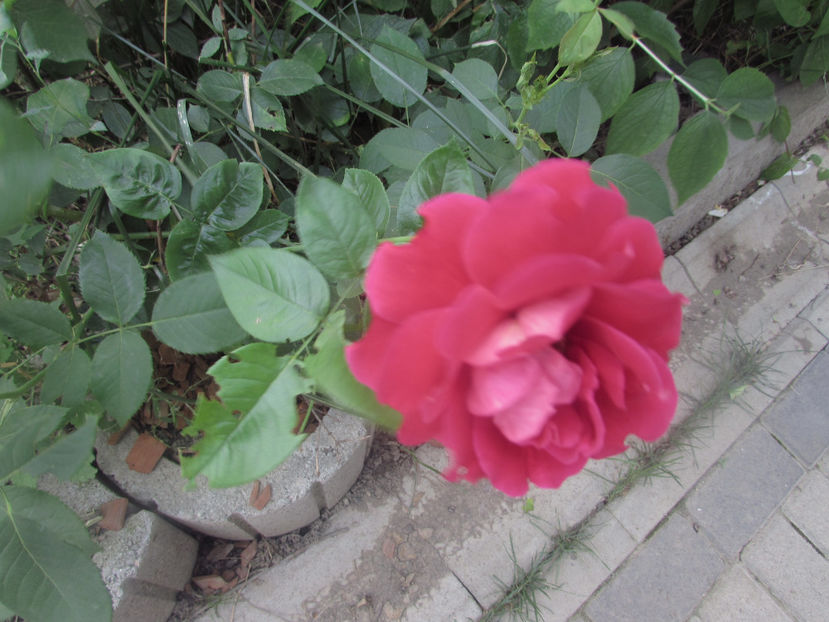  - A A Flori de gradina 2