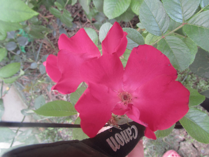  - A A Flori de gradina 2
