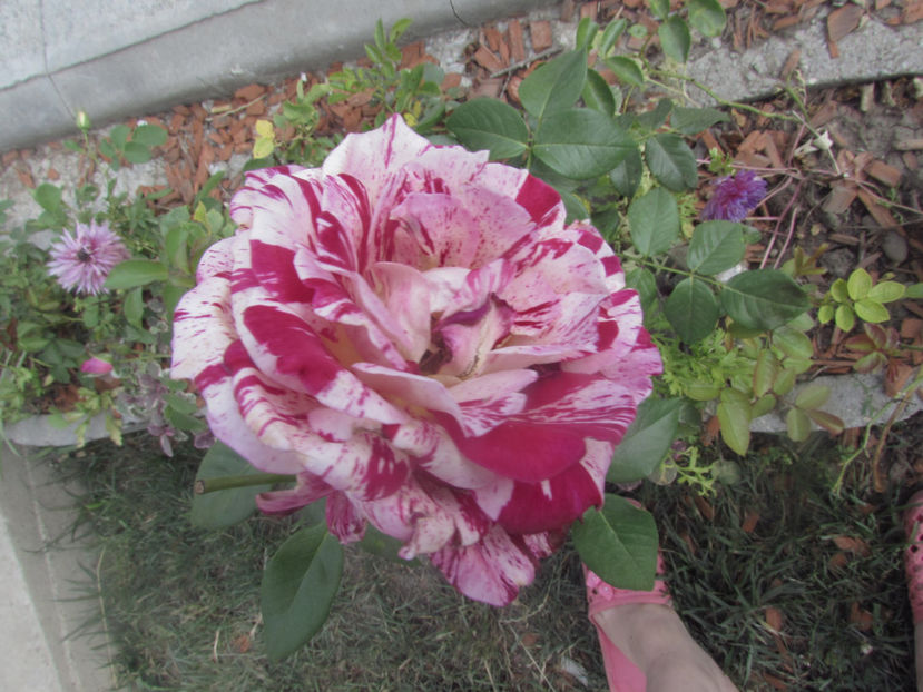  - A A Flori de gradina 2