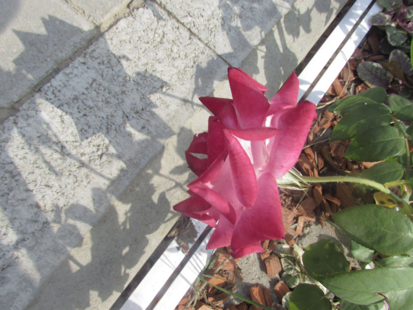  - A A Flori de gradina 2