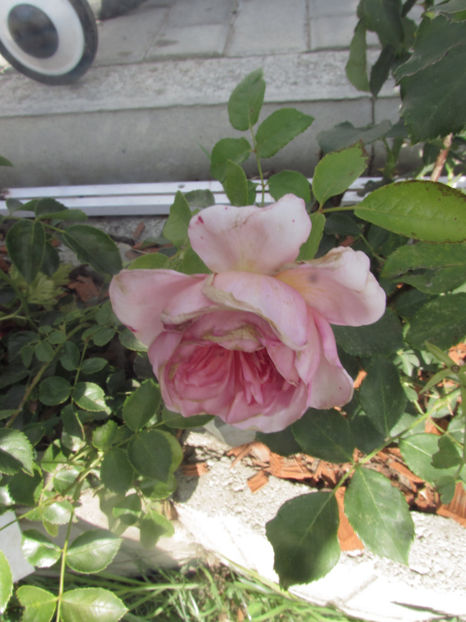  - A A Flori de gradina 2
