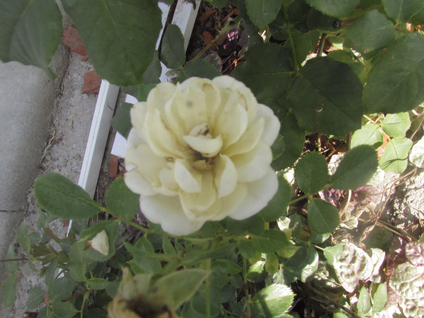  - A A Flori de gradina 2
