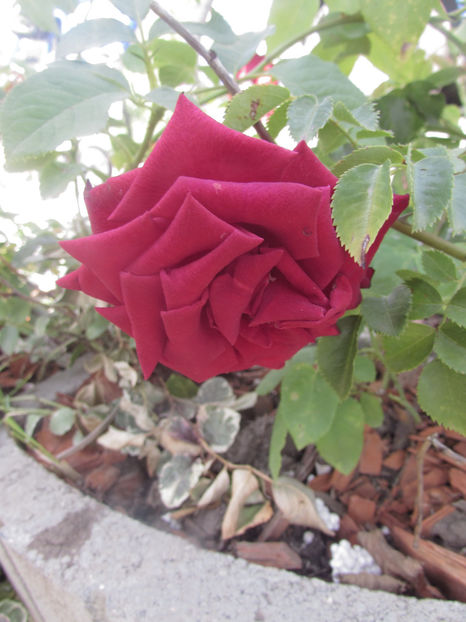  - A A Flori de gradina 2