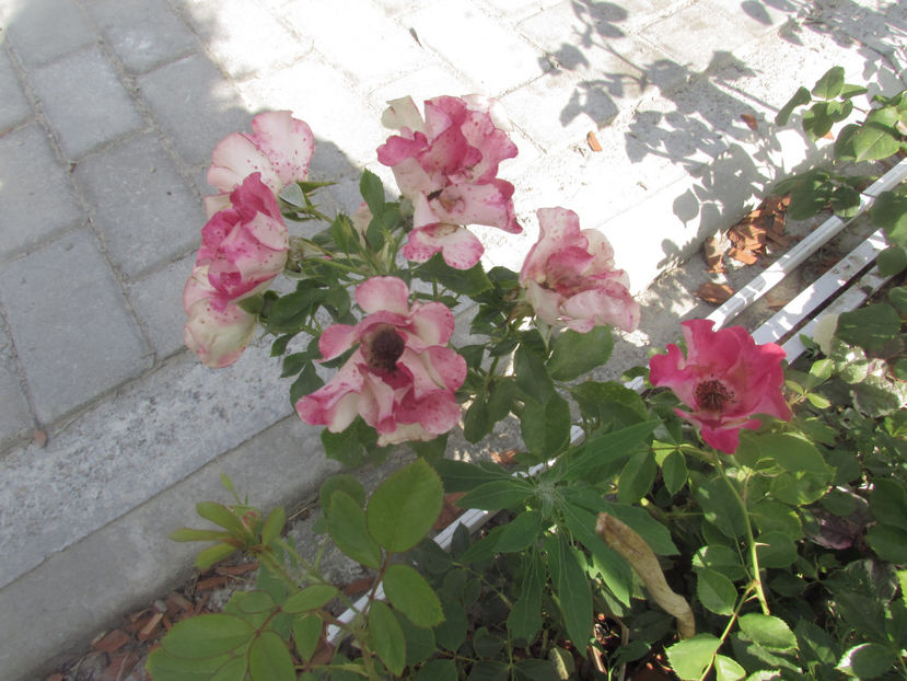  - A A Flori de gradina 2