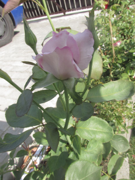  - A A Flori de gradina 2