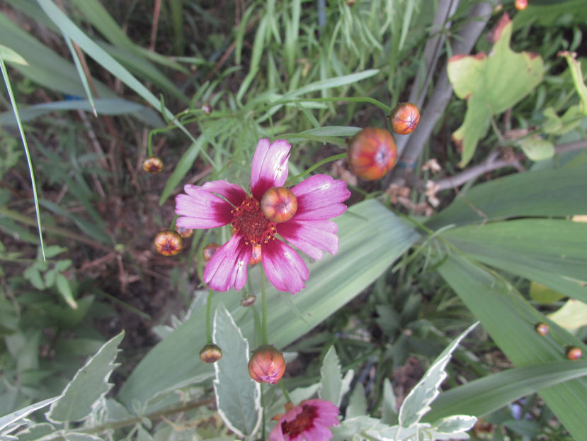  - A A Flori de gradina 2