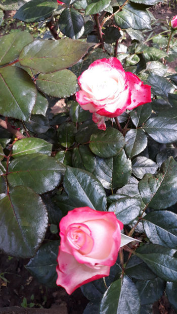  - NOSTALGIE Tantau 2