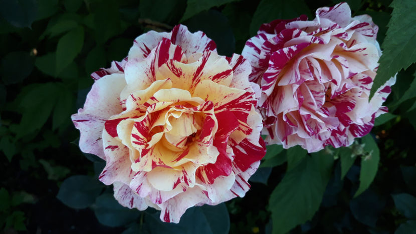  - MAURICE UTRILLO Delbard 3