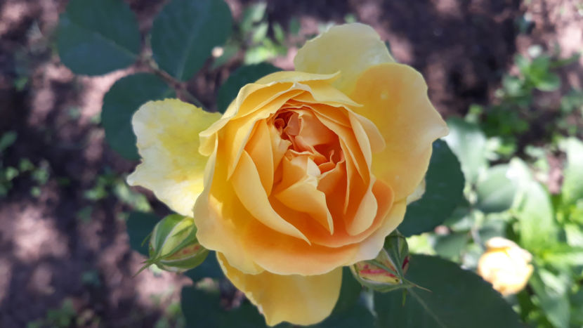  - MOLINEUX David Austin 3