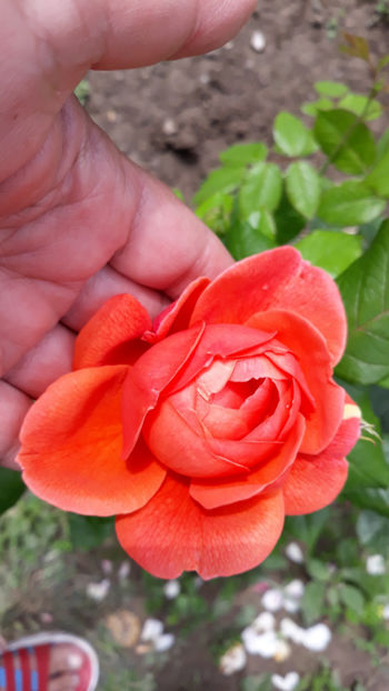  - SUMMER SONG David Austin 3