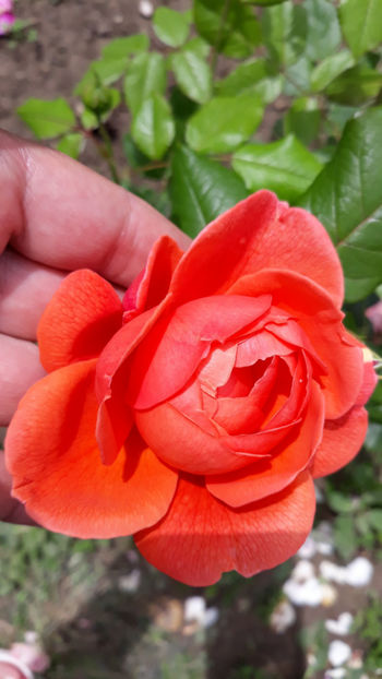 - SUMMER SONG David Austin 3