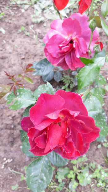  - DARCEY BUSSEL David Austin 3