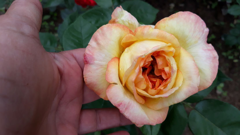  - HENRY DELBARD Delbard 4