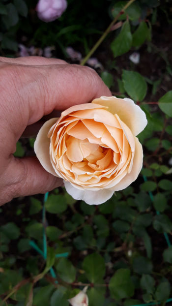  - JUDE THE OBSCURE David Austin 3