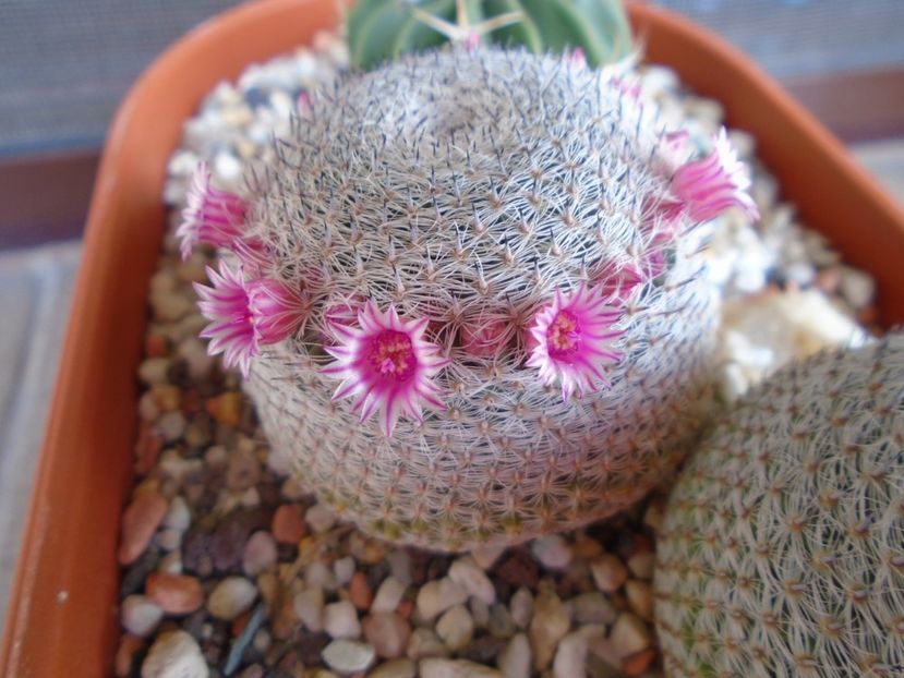 Mammillaria perbella cv. superfina - Cactusi 2019 bis