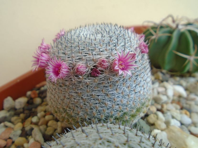Mammillaria perbella cv. superfina - Cactusi 2019 bis