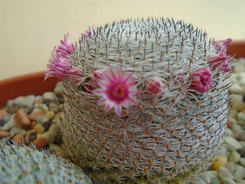 Mammillaria perbella cv. superfina - Cactusi 2019 bis