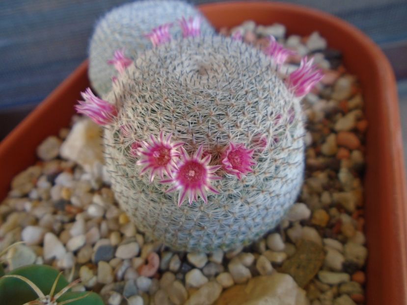 Mammillaria perbella cv. superfina - Cactusi 2019 bis