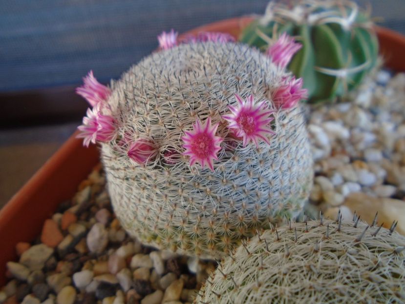 Mammillaria perbella cv. superfina - Cactusi 2019 bis