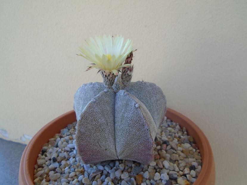 Astrophytum coahuilense - Cactusi 2019 bis