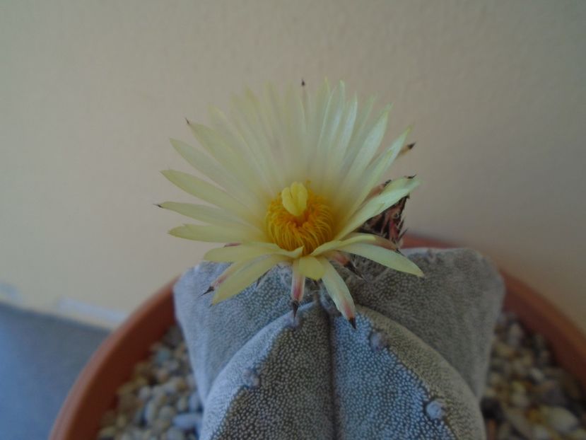 Astrophytum coahuilense - Cactusi 2019 bis