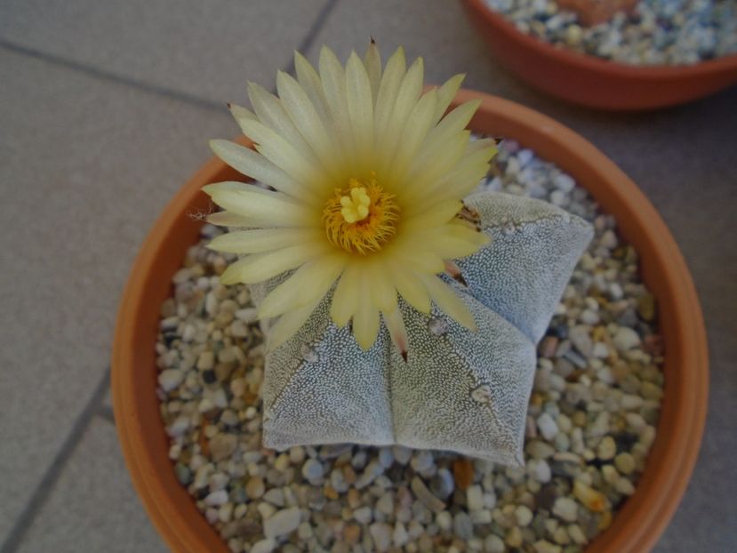 Astrophytum coahuilense - Cactusi 2019 bis