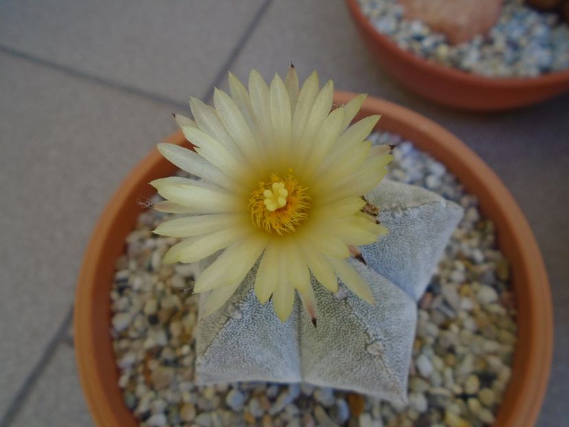 Astrophytum coahuilense - Cactusi 2019 bis