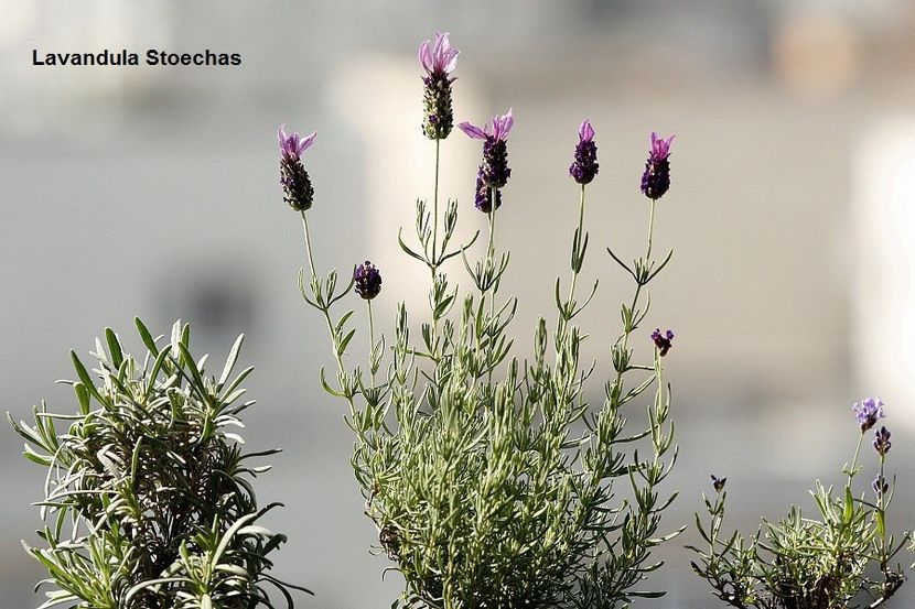 29.06.19 - 01 Lavanda