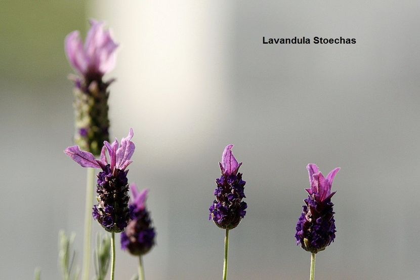 29.06.19 - 01 Lavanda