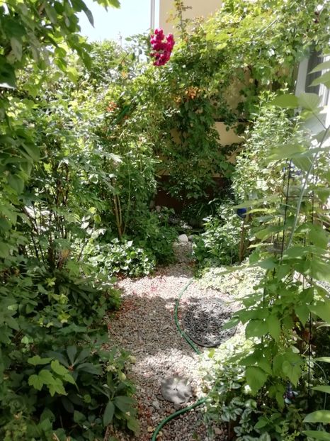  - Gradina 2019