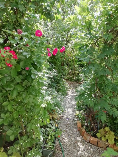  - Gradina 2019