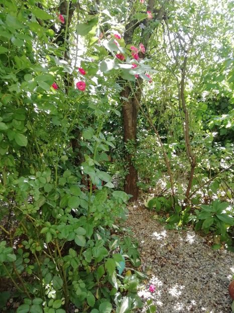  - Gradina 2019