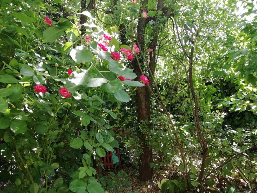  - Gradina 2019