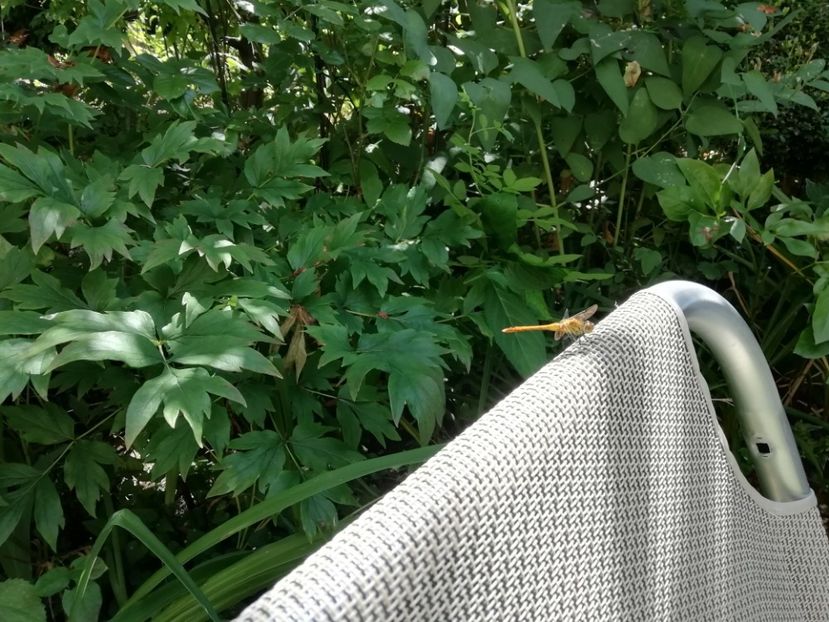  - Gradina 2019