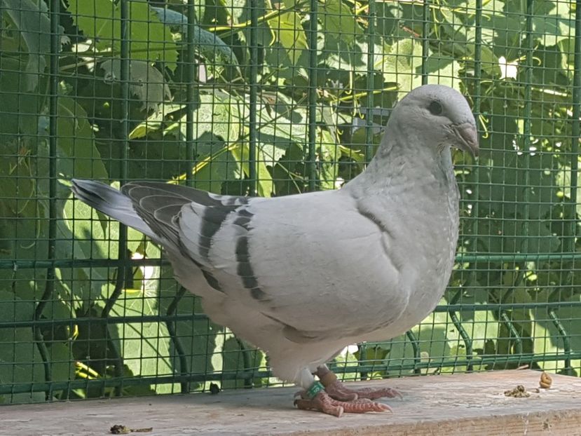  - 0-VRdF-TINERET-2019