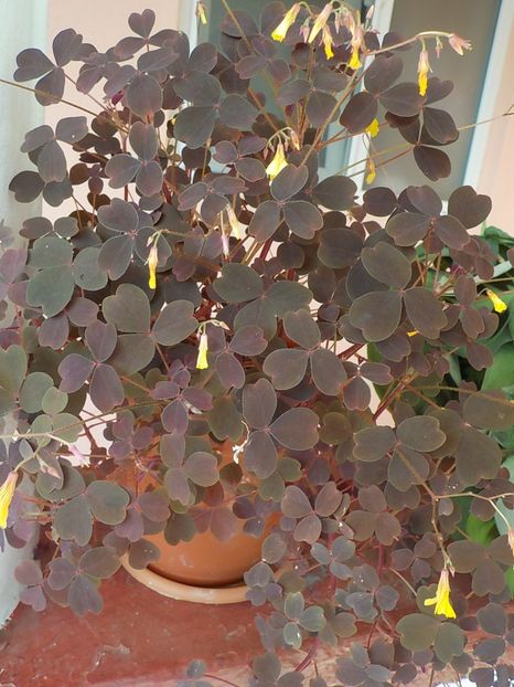  - oxalis spiralis vulcanicola