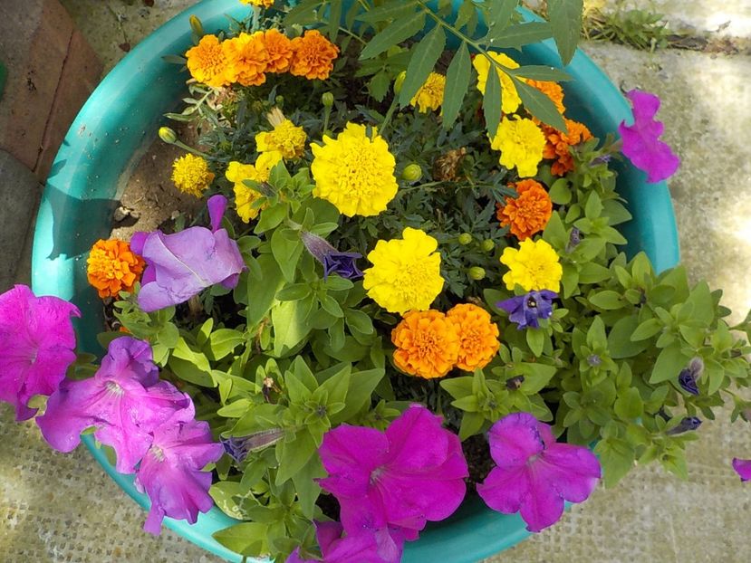  - Florile mele
