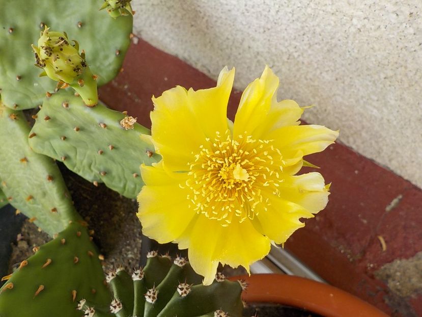  - opuntia compresa